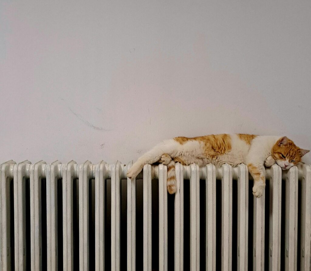 Vannbåren radiator og katt