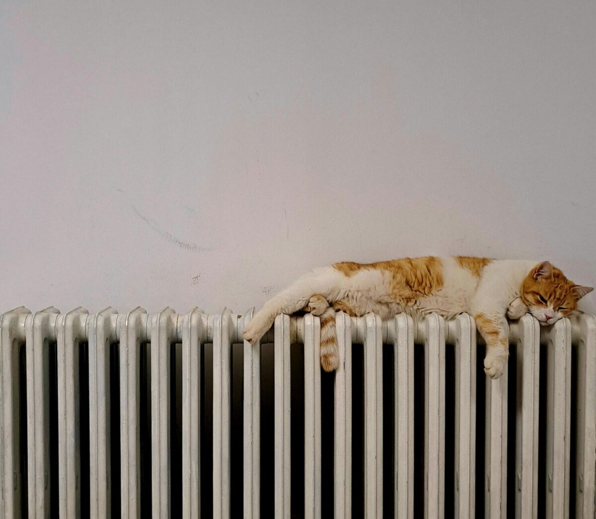 Vannbåren radiator og katt